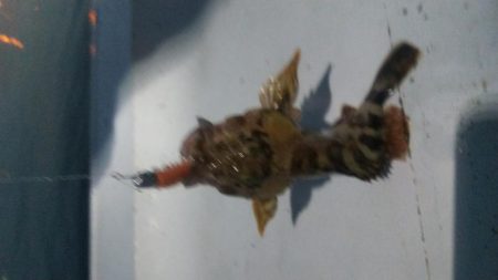 メバル×1 ガシラ×7