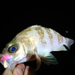 相も変わらずのチビ