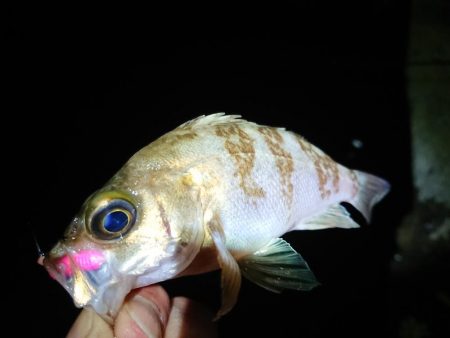 相も変わらずのチビ