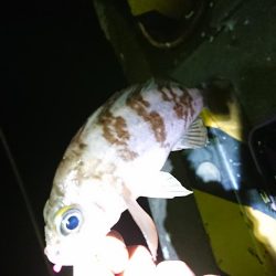 やっときましたキロアップ