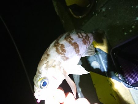 やっときましたキロアップ