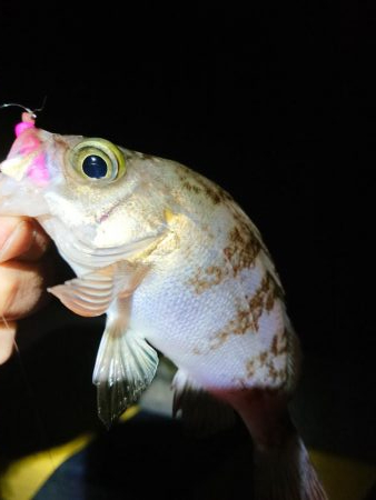 アオリサイズアップ