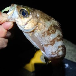 相変わらずの強風の中