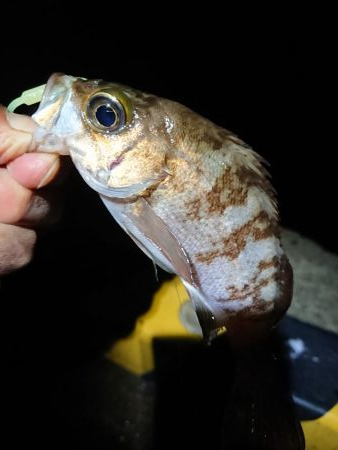 相変わらずの強風の中