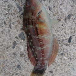 呑ませエソのみ