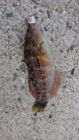 呑ませエソのみ