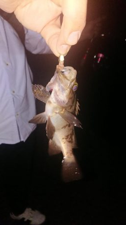 ぶっこみでハネ