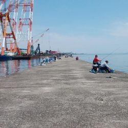 キスの引き釣りにカレイが釣れました