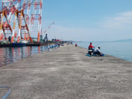 キスの引き釣りにカレイが釣れました