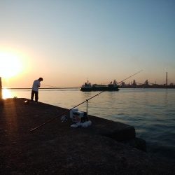 播磨新島のキス情報