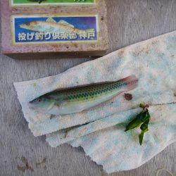 東二見西水道へキス釣査