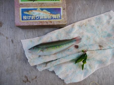 東二見西水道へキス釣査