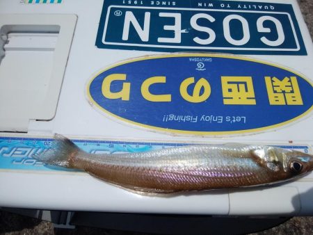 播磨新島のキス情報