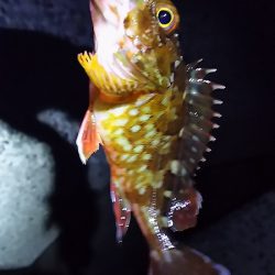 姫路のアジとガシラ