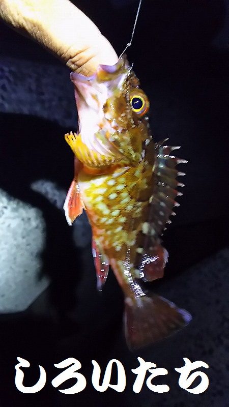 姫路のアジとガシラ