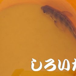 ベラとの戦い。