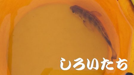 ベラとの戦い。