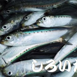 マイワシいた！