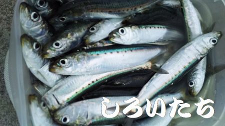 マイワシいた！