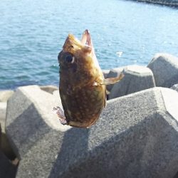 お昼の釣り。
