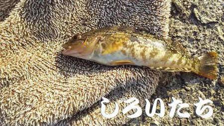 今日は、アジを昨日の倍は釣る。