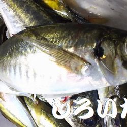 深夜の釣りと真剣アジングなど。