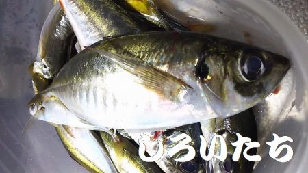 深夜の釣りと真剣アジングなど。