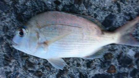 キスを求めて黄昏サーフ旅