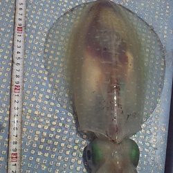 今シーズン初アオリ