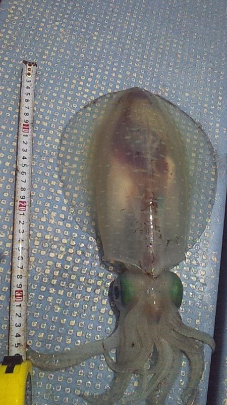 今シーズン初アオリ