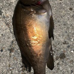 のんびりライトゲーム