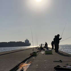 サゴシ時合いあり。