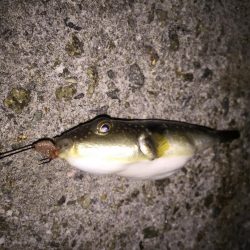 まだまだメバル釣り