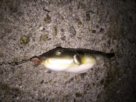 まだまだメバル釣り