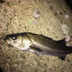 メバリング  外道も増えてきました