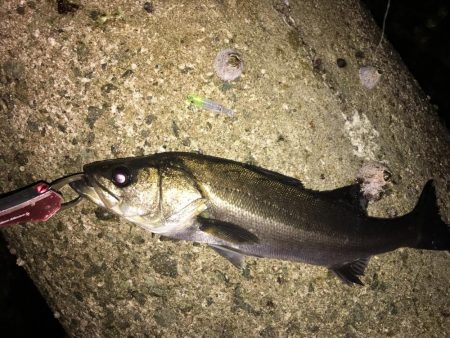 メバリング  外道も増えてきました