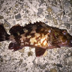 虫ヘッドでメバリング