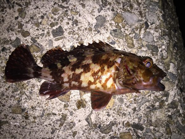 虫ヘッドでメバリング