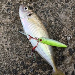 春のランカーシーバス