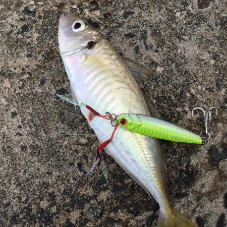 春のランカーシーバス