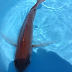 串本  カセ釣果