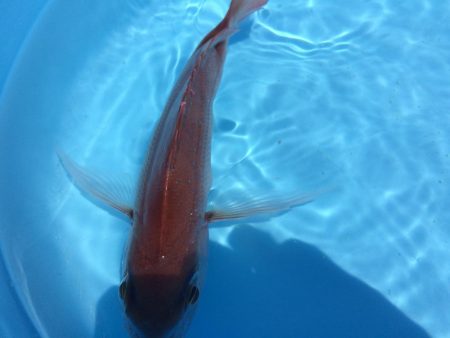 串本  カセ釣果