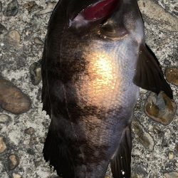 アジングのはずが