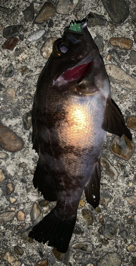 アジングのはずが