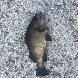 岩屋一文字で初ブリ