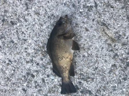 岩屋一文字で初ブリ