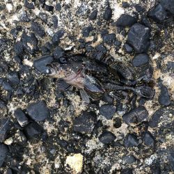 ワームで穴釣り