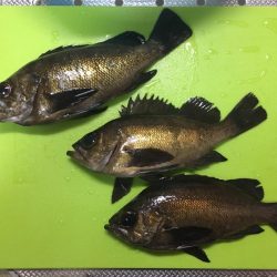 凄いパワーで楽しい♪