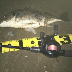 2019 キビレ調査NO、3