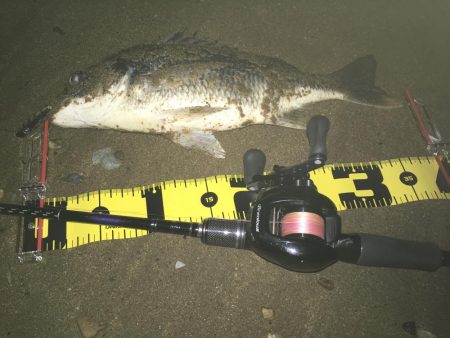 2019 キビレ調査NO、3